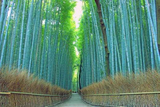 竹林の小径 京都 嵐山